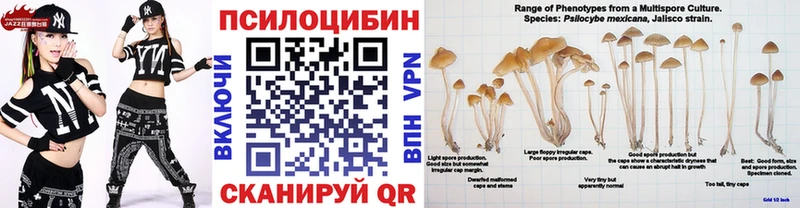 Купить где  Вичуга  Галлюциногенные грибы Cubensis 